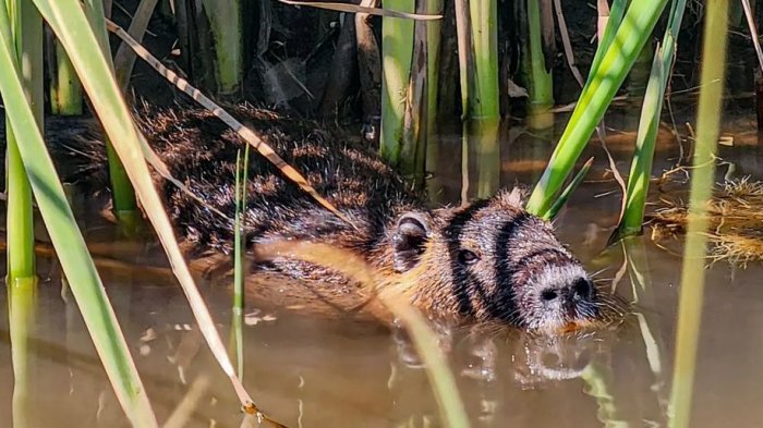 Un coipo fue avistado nadando en el río Mapocho y sorprendió a los capitalinos