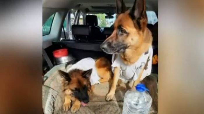 Roban vehículo con dos perros en su interior: Familia pide urgente ayuda para recuperarlos