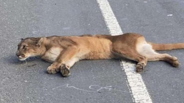 Puma muere tras ser atropellado en Ruta de la Madera: SAG llama a tener precaución con el tránsito de vehículos
