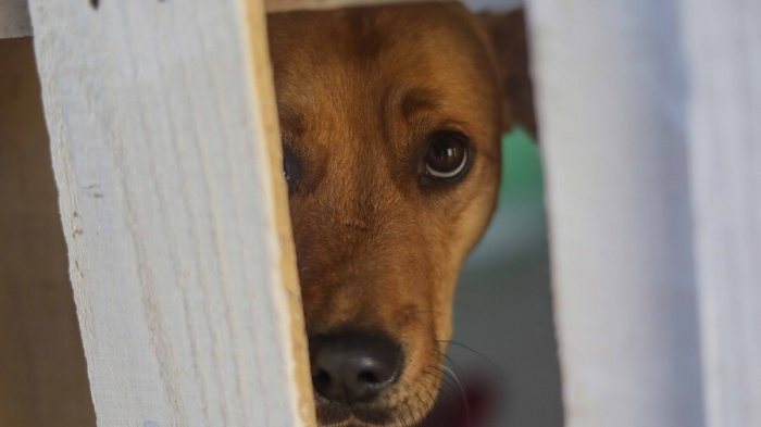 Ex intendente argentino fue sentenciado a cárcel efectiva tras envenenar y matar a más de 200 perros