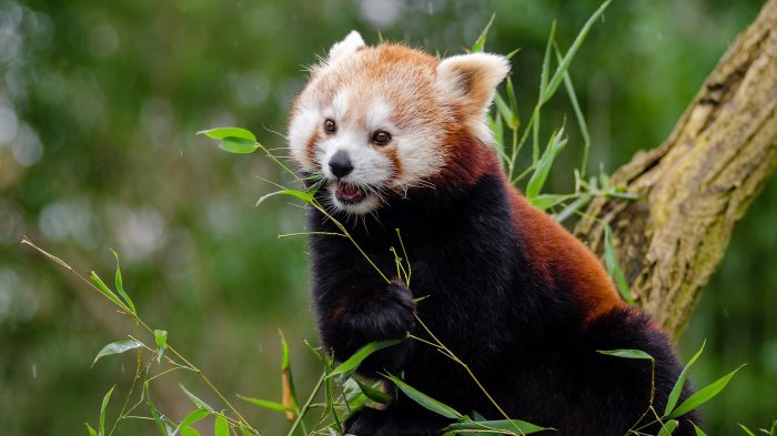 ¿Por qué? El mundo perdió el 69% de los animales vertebrados silvestres en apenas 50 años