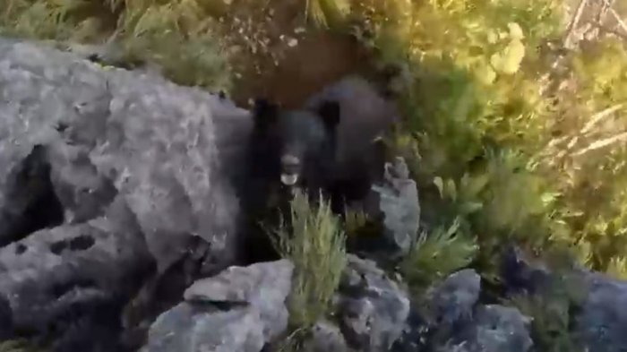 Increíble registro de escalador peleando a puño limpio con un oso: Se cruzaron en una montaña