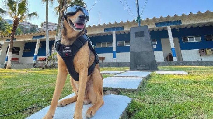 Hasta usa uniforme: Perro policía causa furor en Brasil como uno más de la comisaría