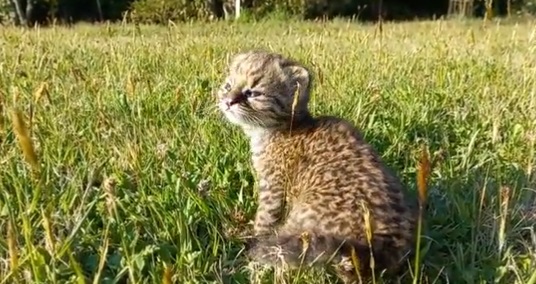 El tierno registro de una cría de güiña que fue rescatada a los 5 días de vida y evoluciona favorablemente