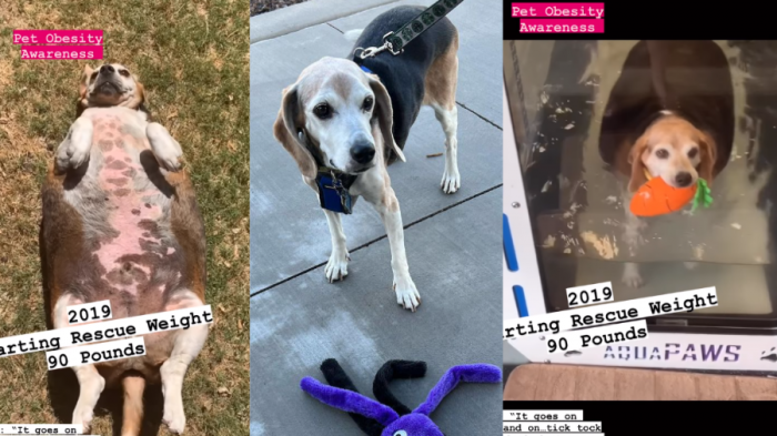 La increíble transformación de Wolfgang, un beagle obeso rescatado de un matadero que pesaba 41 kilos