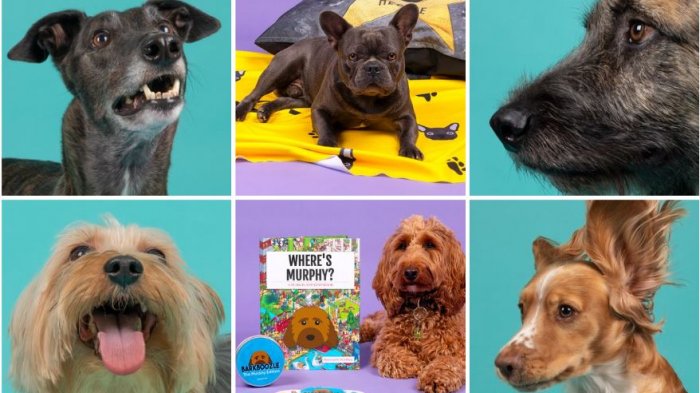 Oficial pelusa: El trabajo para tu perrito influencer con un contrato de hasta $10 millones