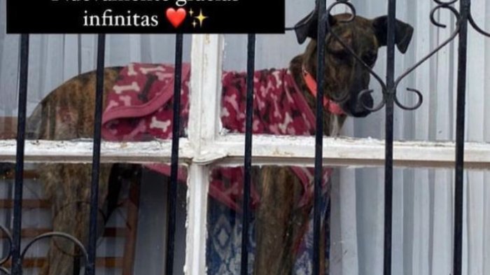 La conmovedora historia de una mujer desahuciada que busca adoptantes para su perrita: 