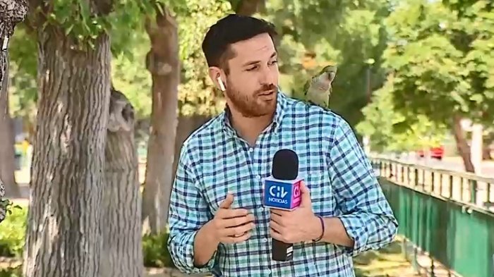 ¡Cuidado con la delincuencia! El insólito robo de un loro a periodista de CHV Noticias en pleno despacho