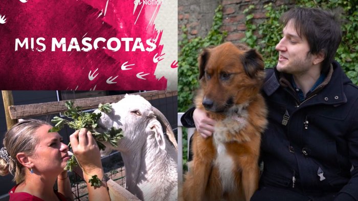 Mis Mascotas, el nuevo programa de CHV Noticias donde los animales influencers se robarán las miradas