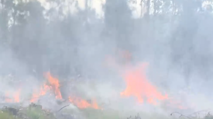 Uno se lo adjudicó la CAM: Registran dos ataques a fundos forestales en La Araucanía