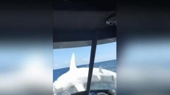 Impactante: Pescadores captan momento exacto en que un tiburón mako salta y queda atrapado en su barco
