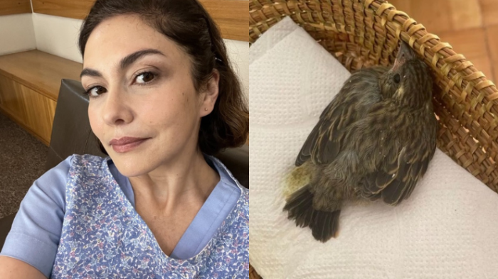 Tamara Acosta pide ayuda tras salvar a pajarito que fue atacado por su gata: 