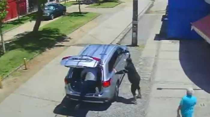 Adulto mayor sufrió violento portonazo en Maipú: Se subió al maletero para intentar frustrar robo