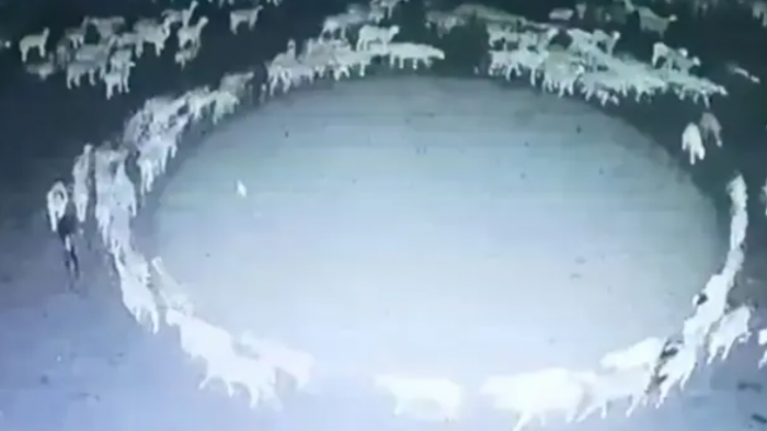 Misterio por enorme rebaño de ovejas que lleva 12 días seguidos caminando en círculo