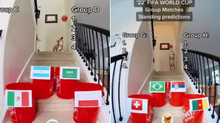 Llegó el reemplazo del pulpo Paul: Estas son las predicciones de Steph Curry, el perro que vaticina Qatar 2022