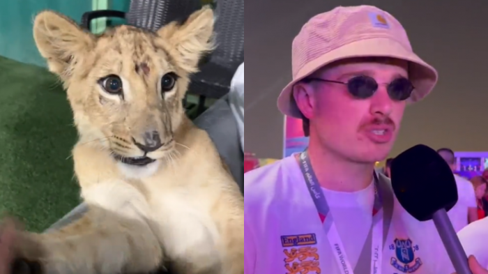 Hinchas ingleses fueron por una cerveza y terminaron de fiesta en lujoso palacio de jeque: Jugaron con leones