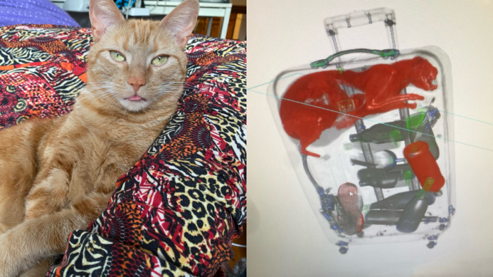 ¿Una travesura? Gato se escondió en una maleta y fue descubierto por trabajadores del aeropuerto