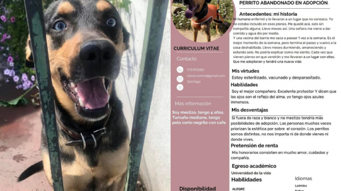 Frank Sinatra está en adopción: Perrito abandonado en una casa tiene su propio CV y solo pide 