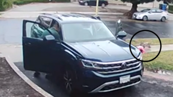 En cosa de segundos: Captan momento exacto en que coyote atacó a una niña de 2 años