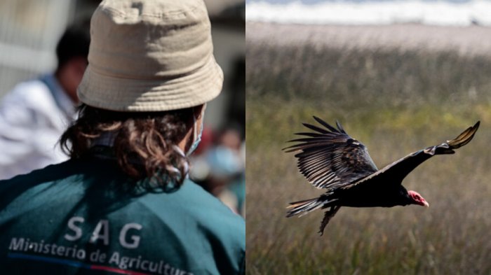 Gobierno confirma primer caso de ave infectada con influenza H5N1: Advierten riesgos para la industria avícola