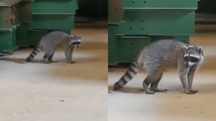 Ya está en manos del SAG: Mapache llegó como polizón en un barco al puerto de Iquique