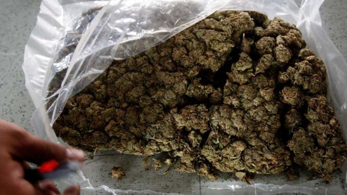 Venezuela incauta más de una tonelada de marihuana en aguas de la isla francesa Martinica ubicada en el caribe