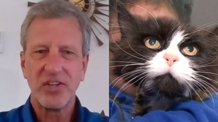 Gata estuvo perdida 10 años, fue rescatada y ahora viajará a España para reencontrarse con sus dueños