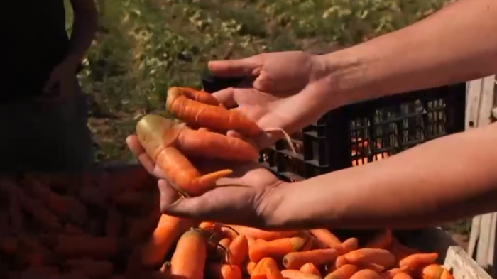 La ruta de los alimentos 