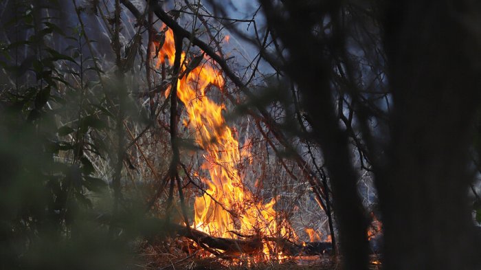 Santo Domingo, Quilpué y Curacaví: Onemi detalló cuáles son los incendios forestales con mayor afectación