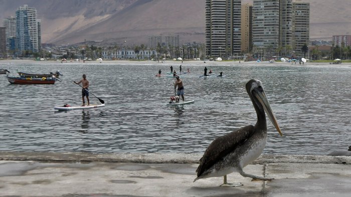 La condición del tiempo atmosférico influye en la propagación de la gripe aviar