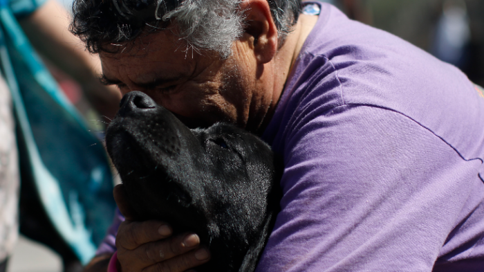 Viña del Mar: Estos son los centros veterinarios gratuitos para las mascotas afectadas por incendio