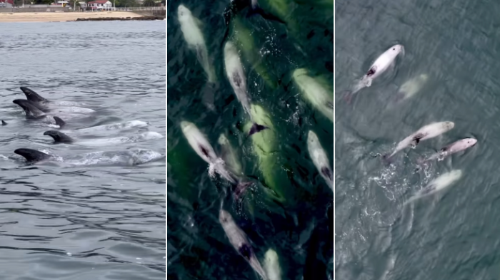 Avistan delfines en costas de Chile: Biólogo explica fenómeno y entrega recomendaciones para no ahuyentarlos