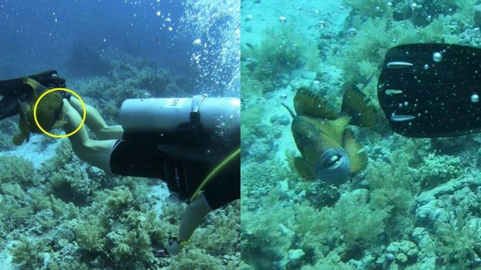 También habita en costas chilenas: Buzo sufrió insólita mordedura de pez con dientes humanos