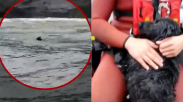 Final feliz: Perrita fue rescatada con vida tras pasar 5 días aislada en un roquerío en Hualpén