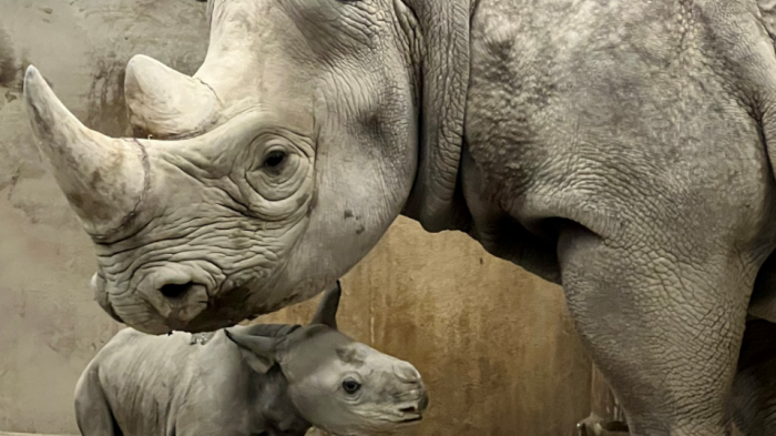 Solo quedan 740 en estado salvaje: Nace tierna cría de rinoceronte negro en peligro de extinción