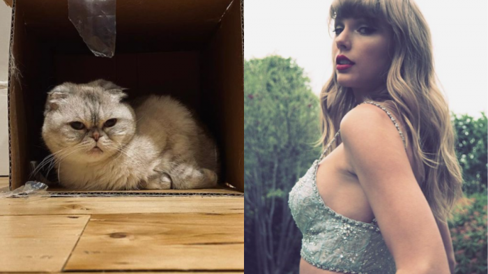 Uno nuevo récord: Gata de Taylor Swift es la tercera mascota más millonaria del mundo con esta insólita cifra