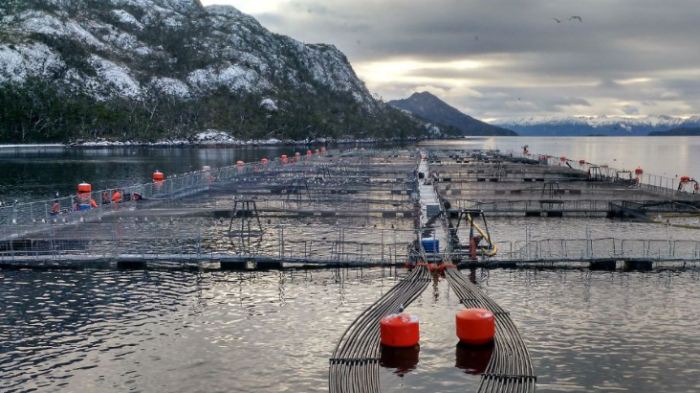 Justicia revoca permiso a salmonera noruega para operar en Parque Kawésqar por eventuales daños ambientales