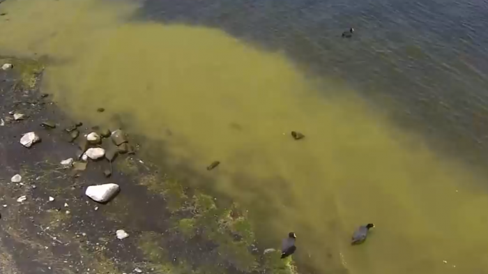 Alerta por peligrosas algas tóxicas en Lago Villarrica: Autoridades aún no restringen el ingreso a bañistas