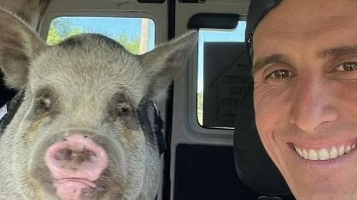 Hombre adoptó una chancha para tenerla de mascota, pero la terminó cocinando: Ahora será denunciado