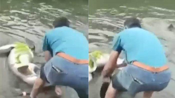 Denuncian matanza de tiburón en Chiloé: Sujetos lo atacaron con piedrazos y exhibieron como trofeo