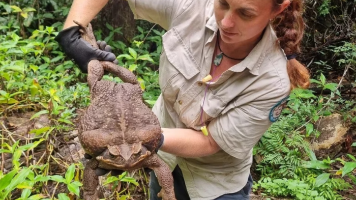Podría ser el más grande del mundo: Así es 