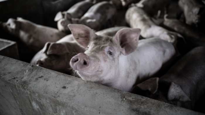 Cerdo mató a carnicero que intentaba sacrificarlo en China: Le 