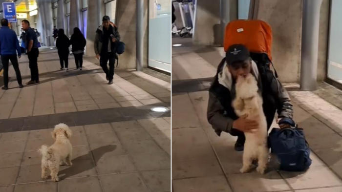 Emotivo reencuentro de perrita con su humano en Concepción da la vuelta al mundo: 