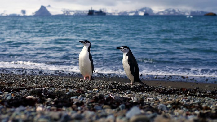 Hasta el 17 de marzo: Así puedes concursar para ganar una expedición a la Antártica y conocer a los pingüinos