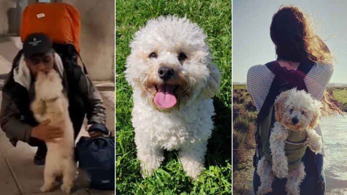 Habla humana de perrita que dio la vuelta al mundo tras conmovedora reacción: 