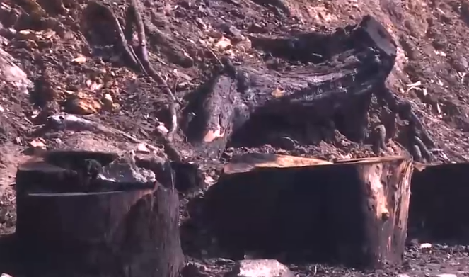 Su agua es Santuario de la Naturaleza: Preocupación por tala y quema de árboles en Laguna de San Pedro de la Paz