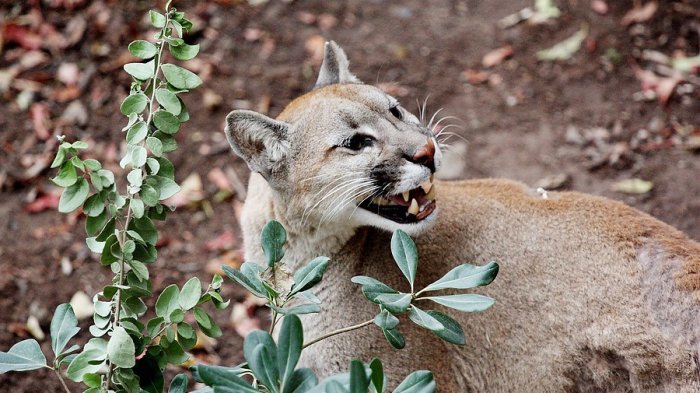 Hallan a puma fallecido en plena Ruta 5 Sur: Habría sido atropellado cuando escapaba de incendios forestales