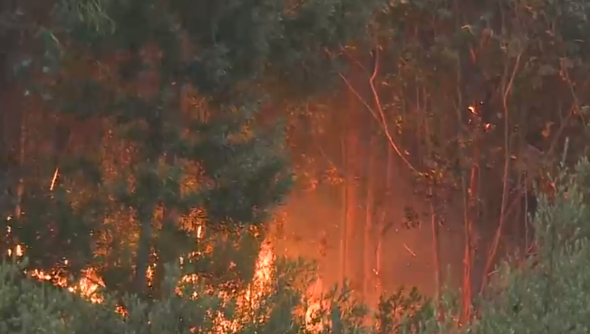Vecinos del sector luchan contra el fuego: Viento reactiva incendio forestal en sector de Tricauco en Santa Juana