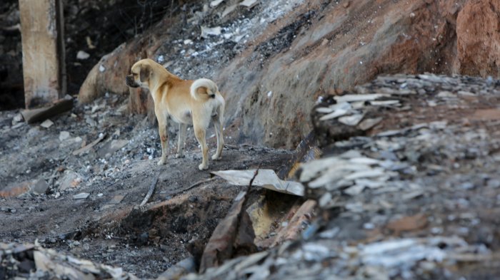 ¿Cómo y dónde puedo aportar? Colmevet habilita cuenta para ayudar a mascotas afectadas por los incendios