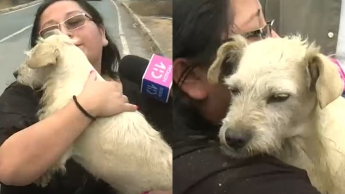 Mujer rescató a perrito que logró escapar de incendio en Santa Juana: Está buscando a su posible familia